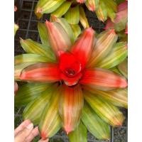 ราคา #สับปะรดสีนีโอ ออเรนจ์โกลด์ (Neo.Orange Gold) (18544797982)