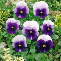 ราคา 100 เมล็ด ดอกหน้าแมว สายพันธุ์ฝรั่งเศส ดอกแพนซี่ Pansy Seeds สายพันธุ์ Pansy Beaconsfield (43173666611)