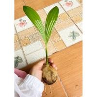 ราคา ต้นกล้าหมาก(พันธุ์ใต้)พร้อมนำไปปลูกลงดิน10ต้นเพียง89บาท (24685498299)