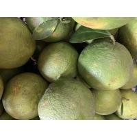 ราคา ส้มเช้ง 1 ลูก #ส้มเช้ง ผลไม้มงคลหาทานยาก หวานธรรมชาติ (8091744813)