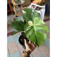 ราคา มอนสเตอร่าไทยคอน มอนสเตอร่าด่าง กระถาง 11 นิ้ว Monstera Thai Constellation (6775034018)