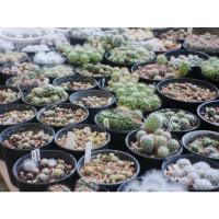 ราคา ชุด 2 แคคตัส กระบองเพชร cactus ต้นจิ๋ว ราคาถูก ราคาต่อ1ต้น (10172394862)