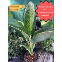 ราคา ต้นเสริมบารมี ไม้มงคล ช่วยเสริมบารมี มหาสเน่ห์ เมตตามหานิยม เสริมความร่ำรวย (21963010762)