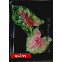 ราคา บอนสีขุนไกร ป้ายเทพ กระถาง 4 นิ้วเหมาะตั้งแม่พันธุ์ ดินภูเขาไฟบุรีรัมย์" บอนสีราชินีแห่งไม้ใบ (10557144723)