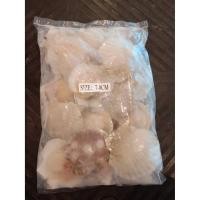 ราคา หอยเชลล์ซีก แช่แข็ง (1 KG) (8603510459)