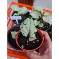 ราคา Syngonium Green splash กรีนสเปลส (8480954853)