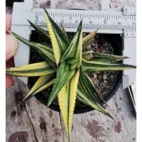 ราคา ม้าเวียนด่างกระถาง3นิ้ว (16023466124)