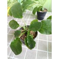 ราคา กระบองเพชร มะพร้าวทะเลทราย cactus (21009000995)