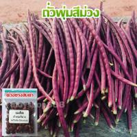 ราคา เมล็ด เมล็ด ถั่วพุ่มม่วง ถั่วฝักยาวไร้ค้างสีม่วง 25 เมล็ด อินทรีย์ใส่กระถางเพาะ อินทรีย์เพาะ เพาะเ ผั (19679045000)