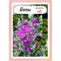 ราคา ต้นนีออน ใบเงิน ดอกสีม่วง เลี้ยงง่าย ทนแดด กระถาง11นิ้ว (24431342684)