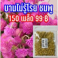 ราคา เมล็ดพันธุ์ดอกบานไม่รู้โรยสีชมพู ราคาส่ง 150 เมล็ด 99 บาท บานไม่รู้โรยพิงค์เลดี้ (5565176100)