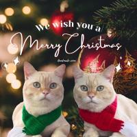 ราคา ผ้าพันคอสัตว์เลี้ยง ผ้าพันคอน้องแมว ผ้าพันคอน้องหมา❤️ (15010964168)