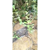 ราคา ต้นกล้ามะม่วงหาวมะนาวโห่50 (13153116328)