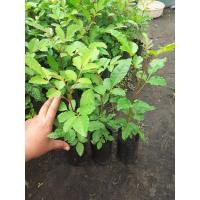 ราคา ต้นกล้ามะตูมซาอุหรือตูมแขก (8821132587)