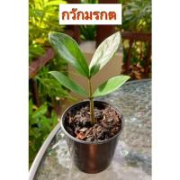 ราคา กวักมรกต ต้นไม้มงคล เสริมโชคลาภ เพิ่มความโชคดี เรียกเงินเรียกทอง. (19604484766)