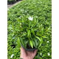 ราคา ต้นพุดศุภโชค ดอกสีขาว ดอกดก เลี้ยงง่าย ไม้แดด กระถาง6นิ้ว (18092391973)