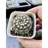 ราคา แคคตัสยิมโนจานบินไม้เมล็ด Gymnocalycium Ragonessei กระบองเพชรบั้งสวย 4.5ซม.กระถาง2นิ้ว (10188657464)