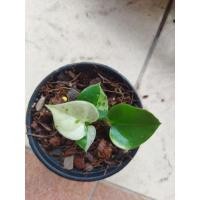 ราคา ต้นโชคเก้าชั้นด่างน่ารัก (11635276534)