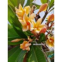 ราคา ต้นลีลาวดี แคระ ลีลาวดี สีเหลืองทอง สวยมาก กระถาง 10 นิ้ว ต้นสวย สูง 50 ซม ลำต้นแข็งแรง รากเยอะ (13571865440)