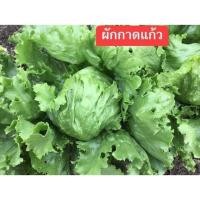 ราคา เมล็ดพันธุ์ผักกาดแก้ว สลัดแก้วหรือผักกาดหอมห่อ (27224368486)
