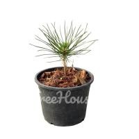 ราคา สนดำญี่ปุ่น กระถาง 6 นิ้ว / apanese black pine pot6 (11469149879)
