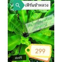 ราคา เฟิร์น​ข้าหลวง​ต้นใหญ่​ (19454516612)