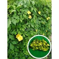 ราคา มะระขี้นก/เมล็ดมะระขี้นกสำหรับปลูก20บาท (12075085362)