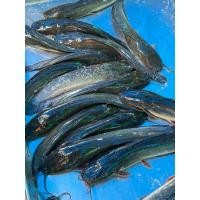 ราคา ปลาสด ปลาดุกเลี้ยง 2 ตัวต่อ 1 กิโล (29829347119)