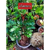 ราคา ต้นอโศกขาว อโศกขาว ทรงพุ่ม ให้ร่มเงา (24020640562)