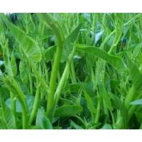 ราคา เมล็ดพันธุ์ผักบุ้งแก้ว(ผักบุ้งเย็นตาโฟ)ผักสวนครัว ปริมาณบรรจุ 35 กรัม (11547828390)