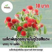 ราคา เมล็ดพันธุ์ดอกบานไม่รู้โรยสีแดง บรรจุ 70 เมล็ด (28092750824)