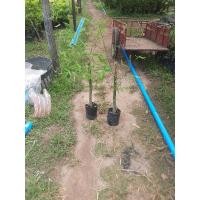 ราคา ต้นไผ่สร้างไพร หรือ ไผ่เลี้ยงลำ( ชำเหง้า) ไผ่ที่ลำตรงกอใหญ่ดูโปร่งไม่รกลำไม้ไผ่สวยขนาดสูงยาว พร้อมปลูก (24394165613)