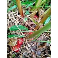 ราคา กระทือกินผล1หัวพันธุ์หาทายยากสุดๆ รสชาตินั่งอร่อย แปลก❤️ สมุนไพรหายาก (21445758249)