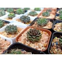 ราคา แคคตัส ยิมโนมิฮาโน จัดส่งพร้อมกระถาง (11428491106)