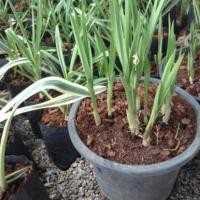 ราคา 2 หัวว่าน ว่านช้างผสมโขลง ขุนแผนยังพกว่านพญาเทครัว (7568019701)