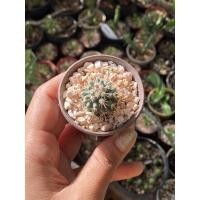 ราคา กระบองเพชร mammillaria-แมมหนามพิกุล ส่งทั้งกระถาง (6552047662)