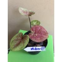 ราคา บอนสีแก้วมังกรต้นที่1 (16364028464)