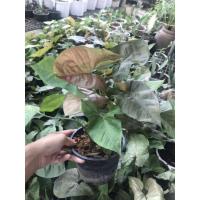 ราคา ต้นออมนาค เป็นไม้มงคล 6" (6578530505)