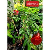 ราคา ต้นอโศกพวง ดอกสีแดงสด ให้ร่มเงาได้ ขนาดต้น 40-60 ซม . (20336486320)