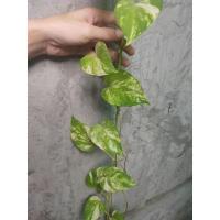 ราคา พูลด่าง พูลด่างยักษ์ (ยาว15cm,30cm)มีลำต้นหลายขนาดให้เลือก มีรากทุกกิ่ง ไม้ฟอกอากาศ ขายเป็นกิ่ง (3073439114)