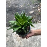 ราคา ต้นวาสนาเก้าชั้น ไม้มงคล ไม้ฟอกอากาศทรงช่อสวยงาม ( กระถาง6" พร้อมปลูก ) (27442129706)