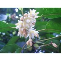 ราคา ต้นกล้าดอกพิกุลในถุงดำขนาดความสูง30 เชนติเมตร (23754556366)