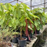 ราคา ต้นหางกระรอกแดง กระถาง 6 นิ้ว (10126872713)