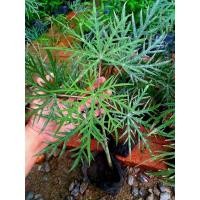 ราคา ต้นว่านนพเก้า ต้นทิงเจอร์ ต้นมะหุงแดง ต้นมะละกอฝรั่ง (11850912335)