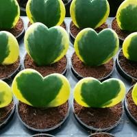 ราคา โฮย่าหัวใจ (ใบด่าง) หรือ ต้นใจเดียว (714908231)