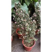 ราคา มานูก้าดอกซ้อนสีชมพูไล่3สีแดงขาวชมพูแดงกระถาง5นิ้ว#Manuka tea tree ต้นมานูก้าสีชมพู ดอกซ้อน (22886179505)