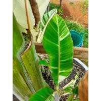 ราคา หน่อกล้วยตานีด่าง ด่างลงก้าน ปลูกง่ายสุด (12467389616)