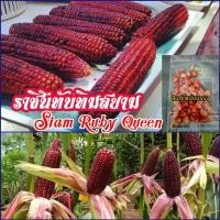 ราคา เมล็ดพันธุ์ข้าวโพดหวานทานดิบ.ราชินีทับทิมสยาม(siam ruby queen)ชุดละ 50 เมล็ด (19050948024)