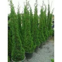 ราคา ต้นสนมังกร ส่งพร้อมกระถาง ฟอร์มสวย รักแดดจัด สูง60-80 cm. (3446569366)