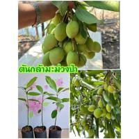 ราคา ต้นกล้ามะม่วงป่า กินผลได้ เป็นผลไม้ป่าหายาก (42024051207)